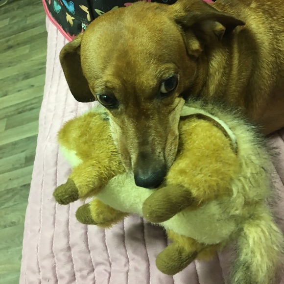 🐾Meet your Posher, Jacqueline🌞 - Picture 12 of 16